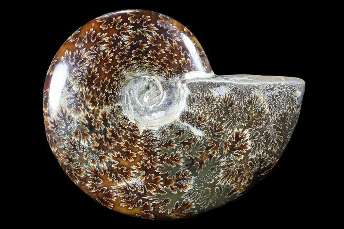 Polished, Agatized Ammonite (Cleoniceras) - Madagascar #88155